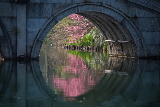 杭州花港觀魚公園探梅