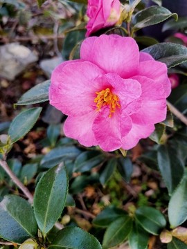 粉色茶花特寫