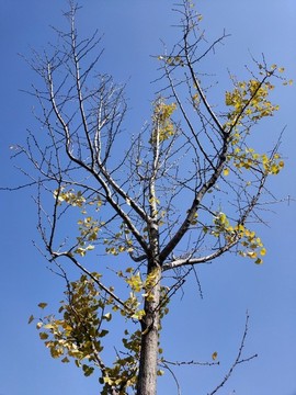 仰拍樹枝
