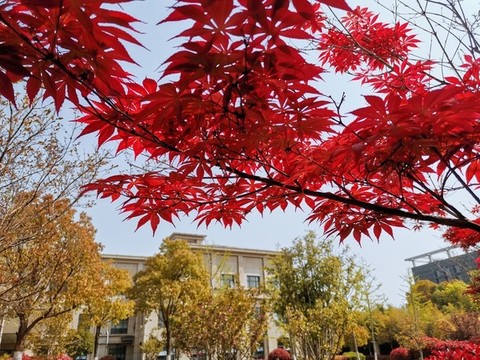 紅楓