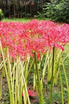 曼珠沙華
