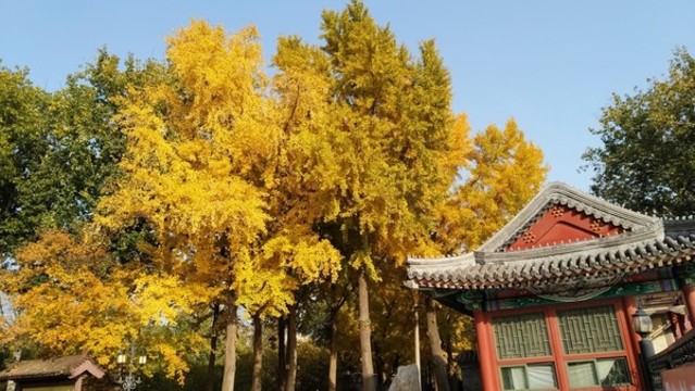 銀杏葉