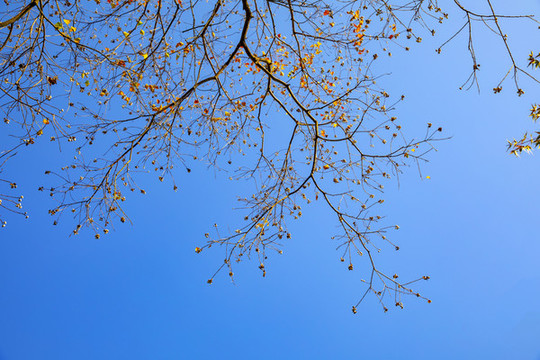 藍天枯樹枝