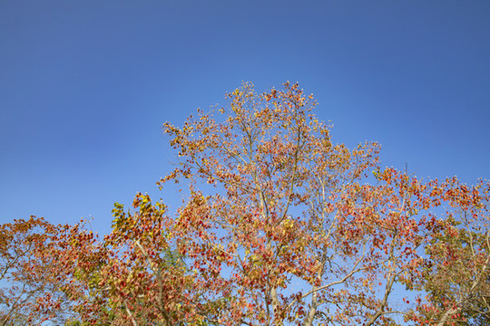 秋季藍(lán)天紅葉枯樹(shù)枝