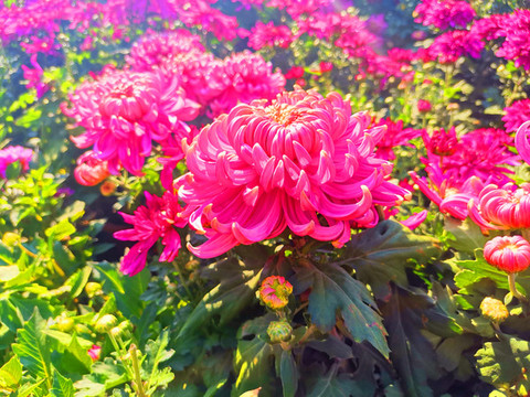菊花