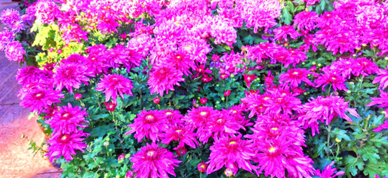 菊花