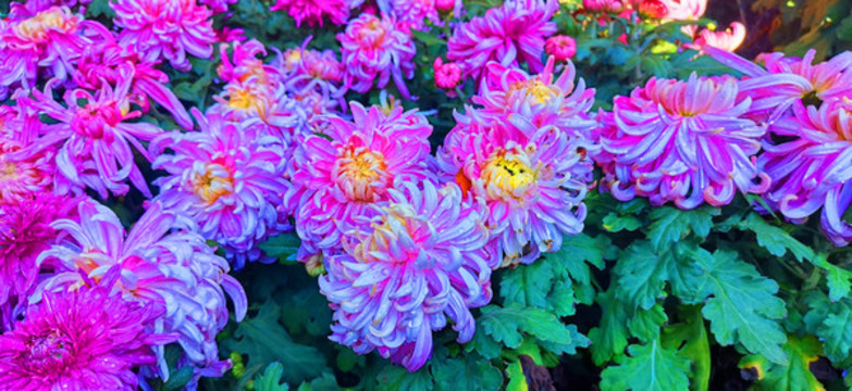 菊花