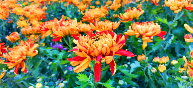 菊花