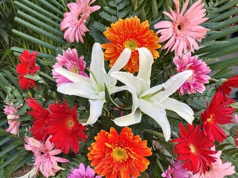 兩朵白色百合花