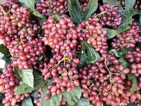 無籽紅提