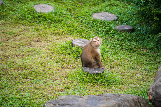 蹲著的猴子