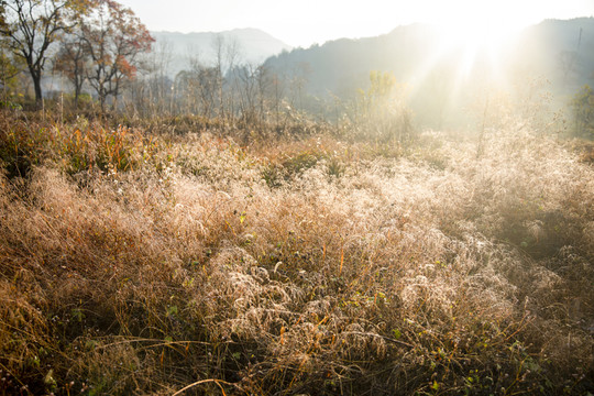 湖北羅田徐鳳村紅葉