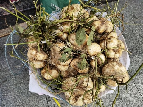 新鮮涼薯