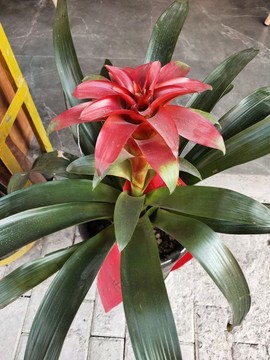 紅運(yùn)當(dāng)頭花兒開(kāi)
