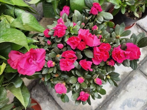 杜鵑花