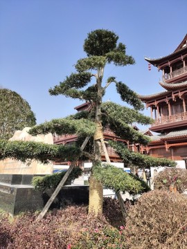 羅漢松景觀樹