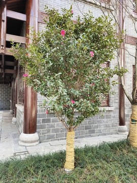 茶樹(shù)