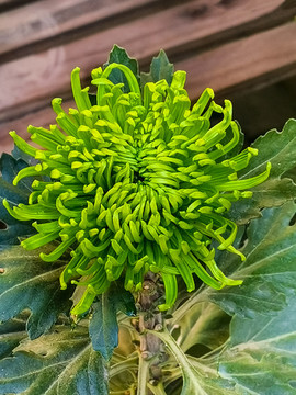 綠色菊花