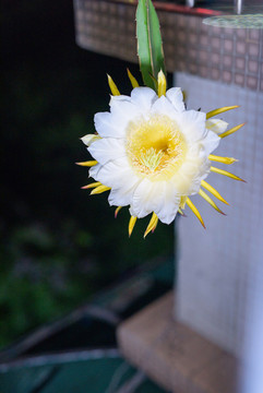 火龍果花