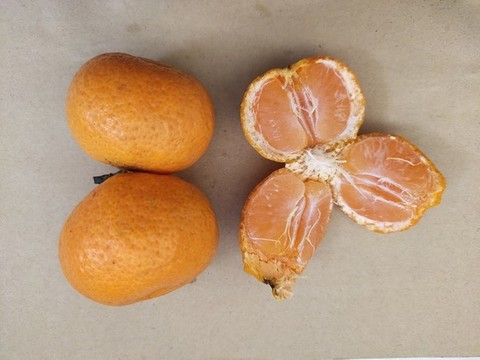 砂糖橘