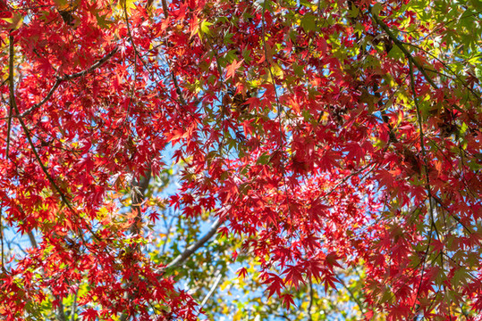 高清公園紅楓葉