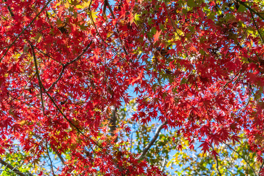 紅楓葉高清大圖