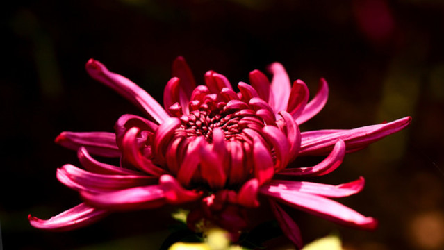 菊花