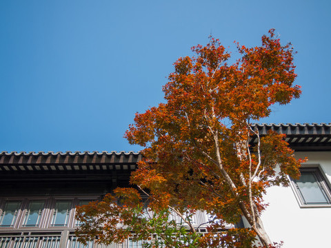 中式別墅楓葉紅了