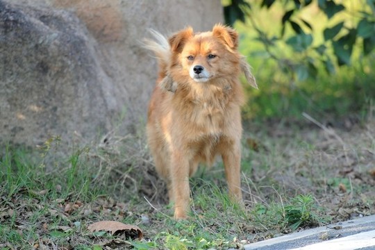 黃狗