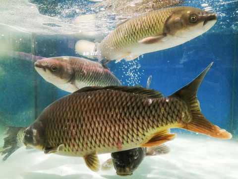 大鯉魚
