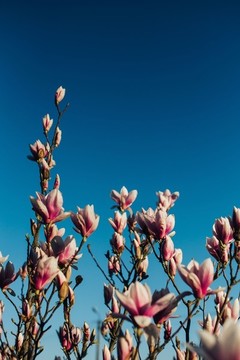 玉蘭花