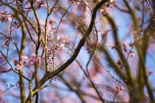 櫻花