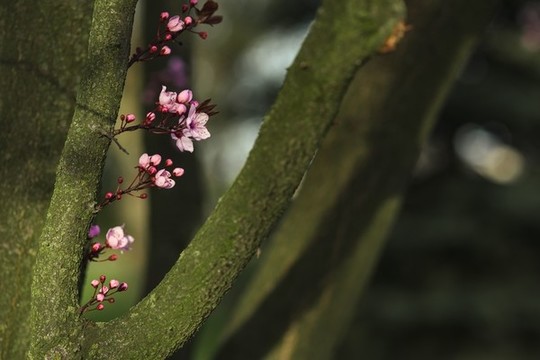 樹干上的花