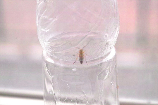 瓶子里的馬蜂