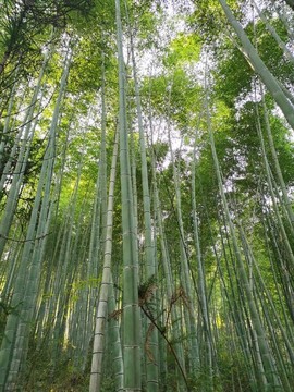 竹林