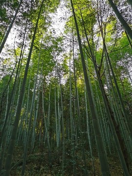 竹林
