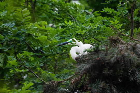 下渚湖濕地白鷺