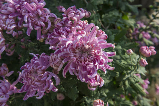 菊花