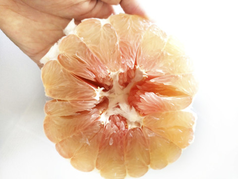 紅心柚拍攝