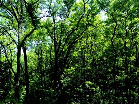 綠樹