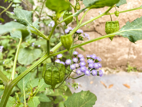 燈籠果紫色小花