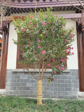 山茶樹