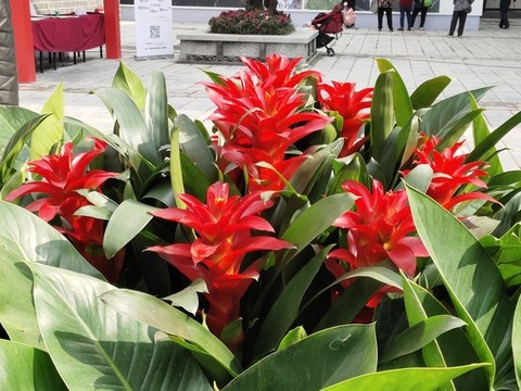 紅運(yùn)當(dāng)頭花兒開(kāi)