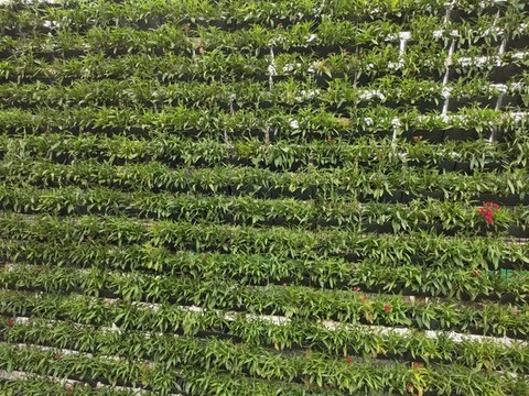 綠植背景墻