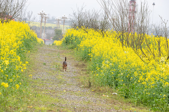 油菜花