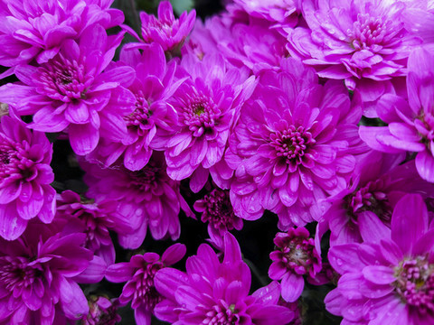 菊花