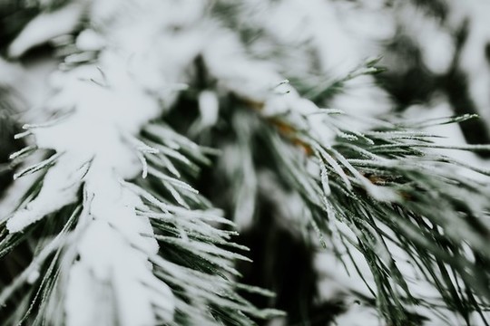 松樹(shù)上的雪