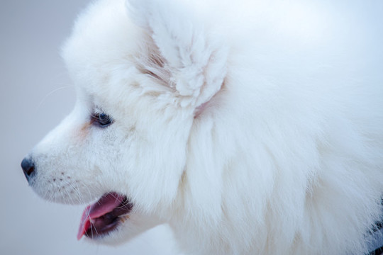 白色薩摩犬