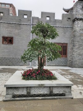 景觀樹