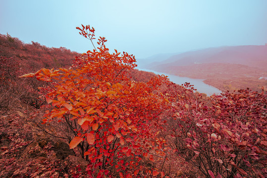 紅葉